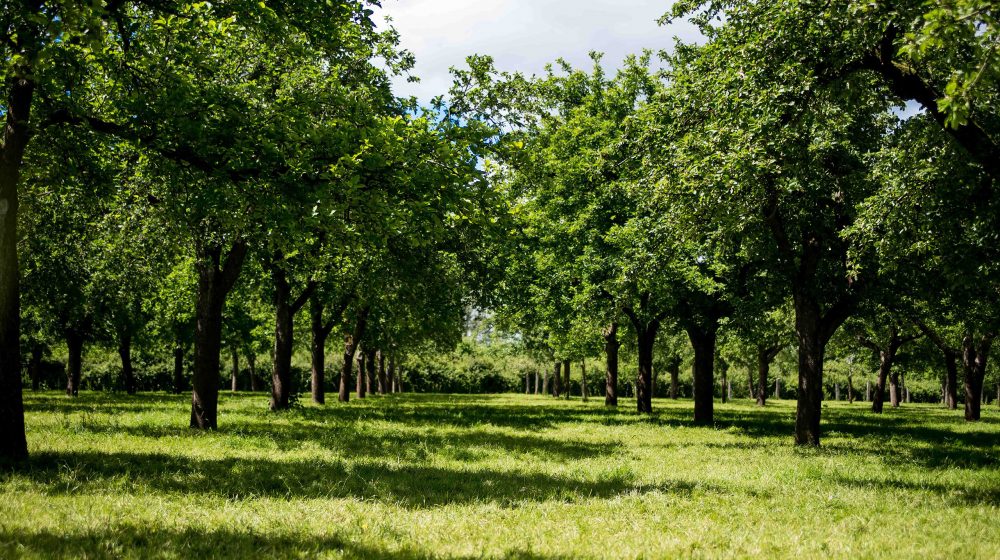 Cider Dorset Orchards Ciders Palmers Brewery Bridport